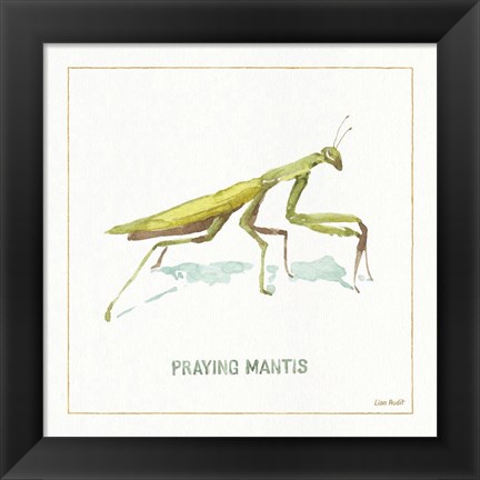 Framed My Greenhouse Praying  Mantis Print