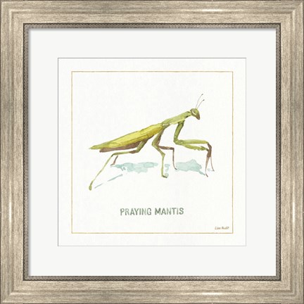 Framed My Greenhouse Praying  Mantis Print