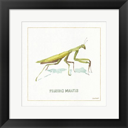 Framed My Greenhouse Praying  Mantis Print