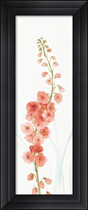 Framed Rainbow Seeds Flowers VII Coral Print