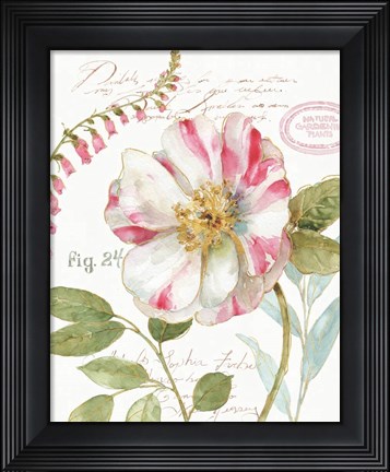 Framed Rainbow Seeds Botanical II Print