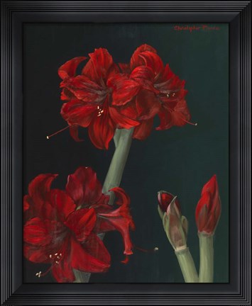 Framed Amaryllis Amigo Print