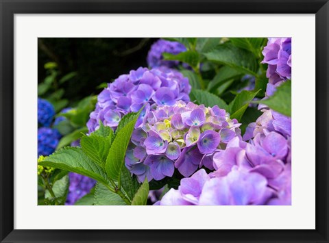 Framed My Garden Blooms Print