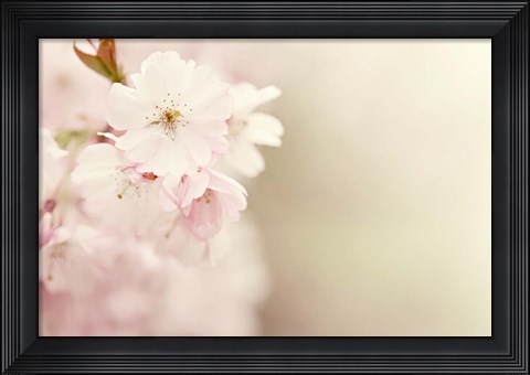 Framed Spring Blossoms Print
