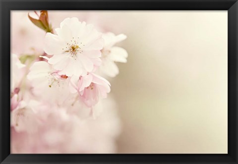 Framed Spring Blossoms Print