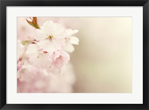 Framed Spring Blossoms Print