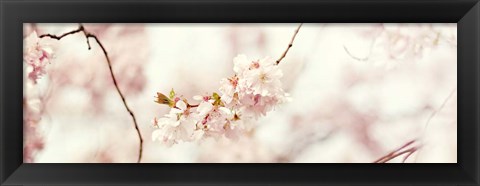 Framed Cherry Blossom Print