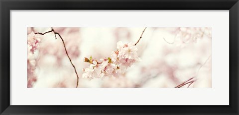 Framed Cherry Blossom Print