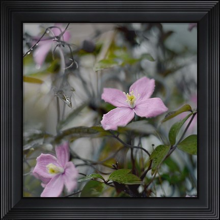Framed Springtime II Print