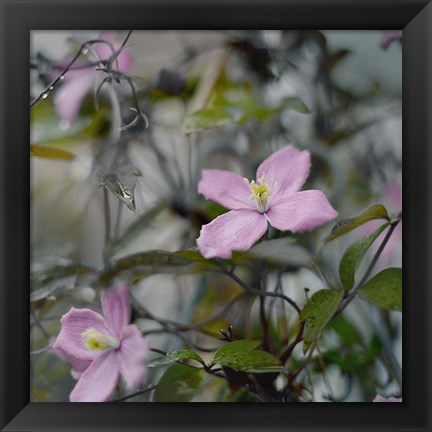 Framed Springtime II Print