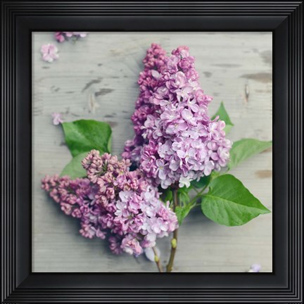 Framed Fresh Lavender Blooms Print