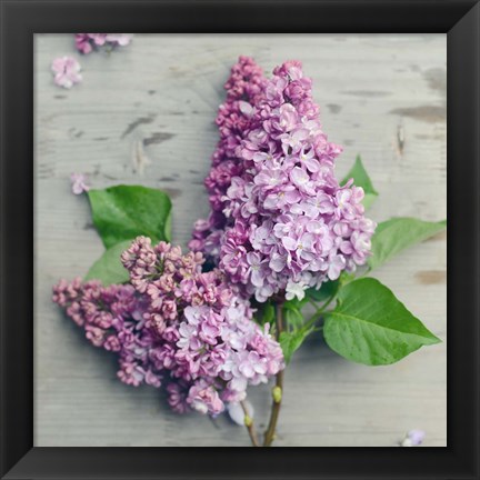 Framed Fresh Lavender Blooms Print