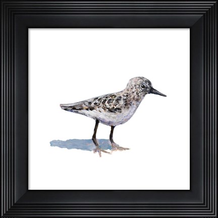 Framed Sandpiper on White I Print