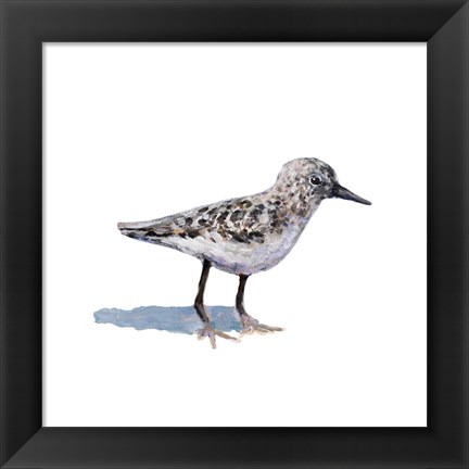 Framed Sandpiper on White I Print