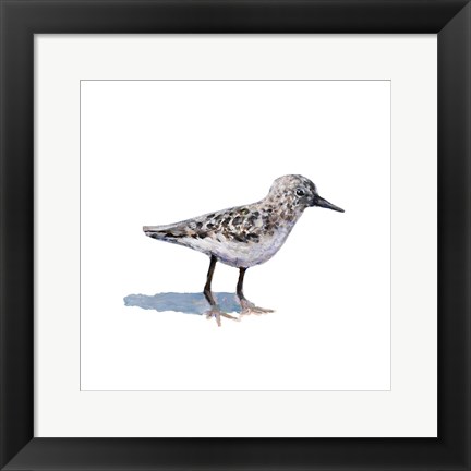 Framed Sandpiper on White I Print