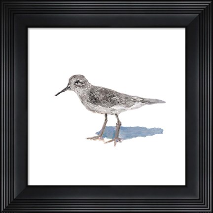 Framed Sandpiper on White II Print