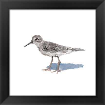 Framed Sandpiper on White II Print