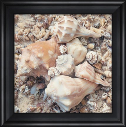 Framed Shell Collection I Print