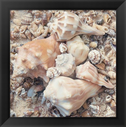 Framed Shell Collection I Print