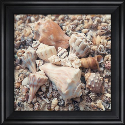 Framed Shell Collection II Print