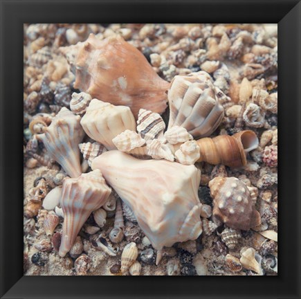 Framed Shell Collection II Print