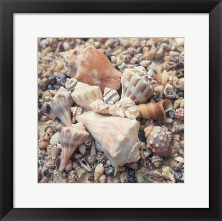 Framed Shell Collection II Print