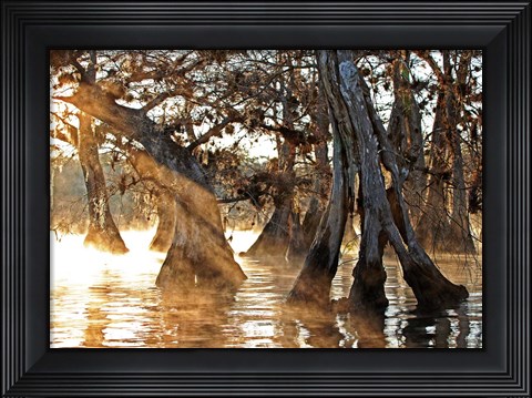 Framed Cypress Creek II Print