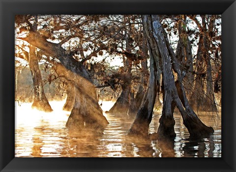 Framed Cypress Creek II Print