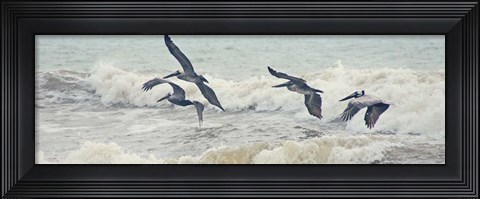 Framed Pelican Panel I Print