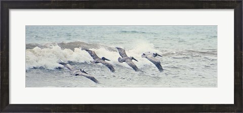 Framed Pelican Panel II Print