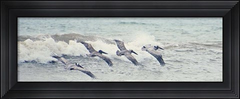 Framed Pelican Panel II Print