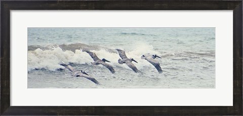 Framed Pelican Panel II Print