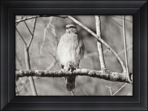 Framed Hawk Print