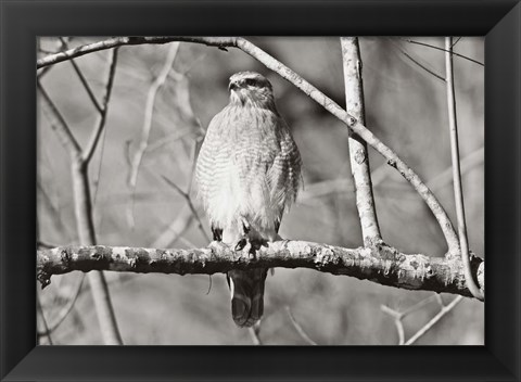 Framed Hawk Print