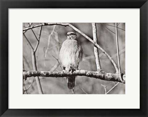 Framed Hawk Print