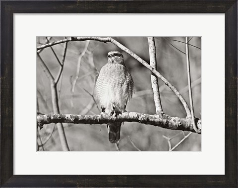 Framed Hawk Print