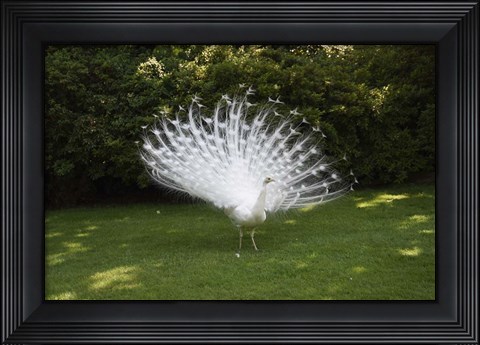 Framed Peacock Print