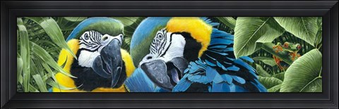 Framed Blue &amp; Yellow Macaws Print
