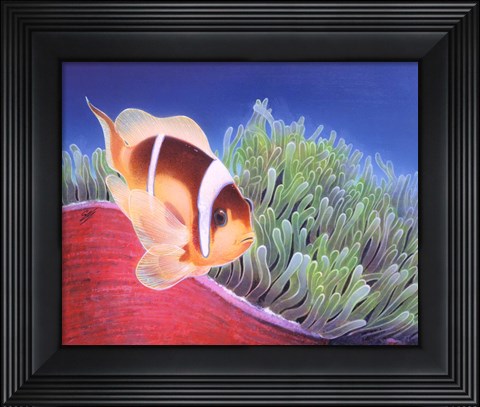 Framed Clown Fish Print