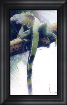 Framed Iguana Print