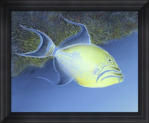Framed Trigger Fish Print