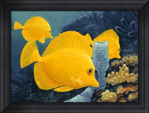 Framed Yellow Tangs Print