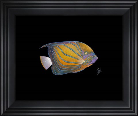 Framed Blue Ring Angelfish Print