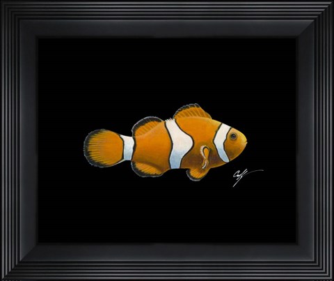 Framed Clown Fish Print