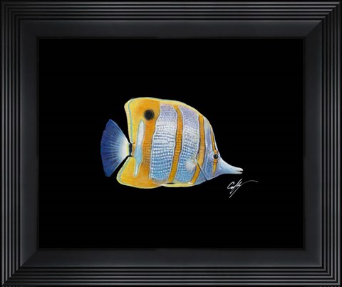 Framed Copperband Butterfly Print