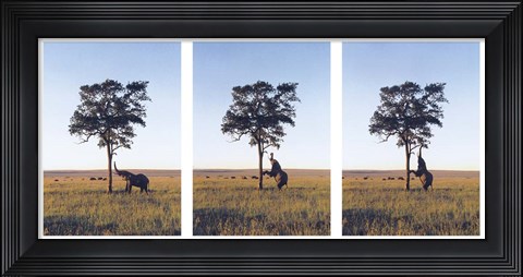 Framed Elephants Print