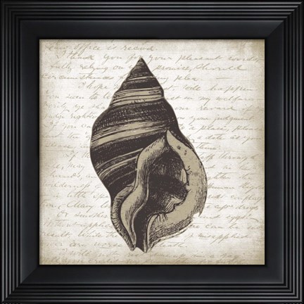 Framed Shell II Print