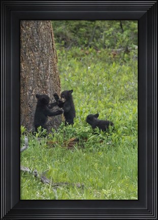 Framed 3 Black Bear Cubs (YNP) Print