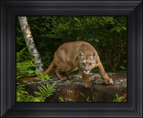 Framed About To Pounce Print