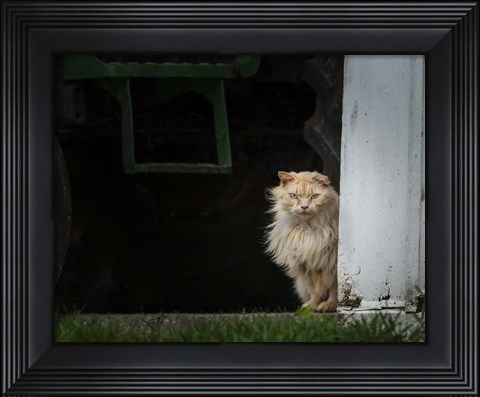 Framed Barn Cat 2 Print